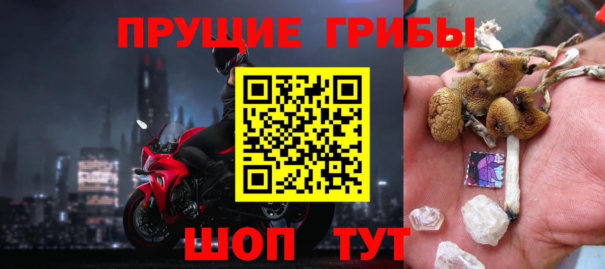 Псилоцибиновые грибы Psilocybine cubensis Кемерово